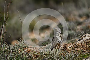 Charlo thrush or Turdus viscivorus - order Passeriformes.