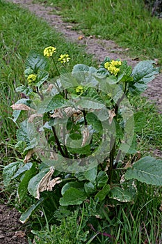 Charlock, Field or Wild Mustard - Sinapsis arvensis, Norfolk, England, UK photo