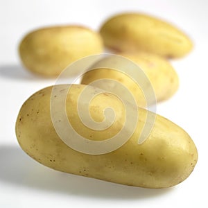 Charlotte Potato, solanum tuberosum, Vegetable against White Background