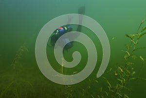 CHARLOTTE, UNITED STATES - Jun 20, 2020: SCUBA diver swimming though fresh water weeds