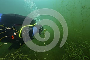 CHARLOTTE, UNITED STATES - Jun 20, 2020: SCUBA diver swimming though fresh water weeds