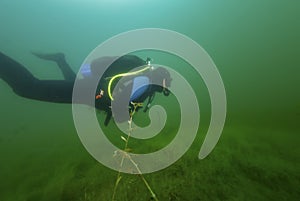 CHARLOTTE, UNITED STATES - Jun 20, 2020: SCUBA diver swimming though fresh water weeds