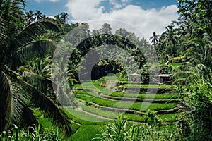 The charm of the Tegalalang rice terrace in the area of Ubud