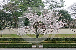 Charm white pink sakura Cherry blossom tree in Tokyo Japan