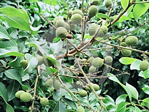 the charm of young longan fruit