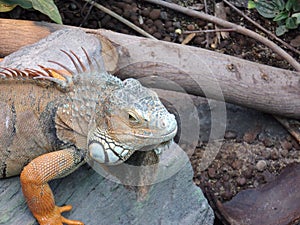 Charme of reptiles