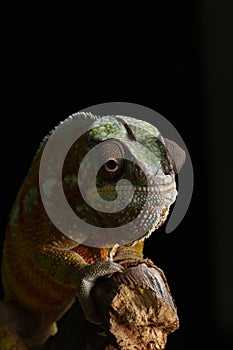 Charmeleon - Studio Captured Image