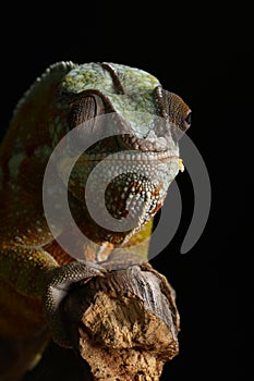 Charmeleon - Studio Captured Image