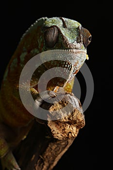 Charmeleon - Studio Captured Image