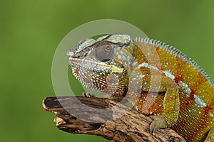 Charmeleon - Studio Captured Image