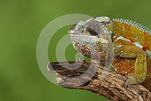 Charmeleon - Studio Captured Image