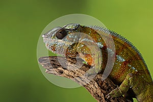 Charmeleon - Studio Captured Image