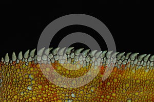 Charmeleon - Studio Captured Image