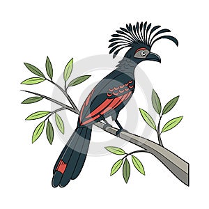 Charming Amazonian Umbrellabird Representation