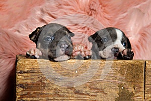 Charming American bully puppies looking away while sitting and leaning