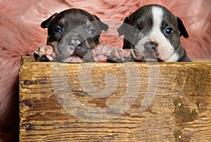 Charming American bully puppies looking forward while sitting