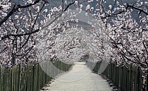 Charming apricot blossoms bloom in the suburbs in March