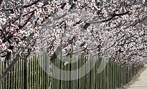 Charming apricot blossoms bloom in the suburbs in March