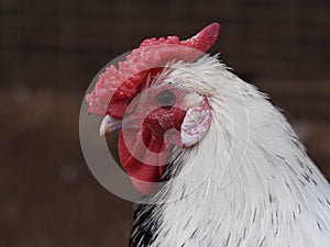 Charming attractive perky white Cockerel.