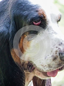 charming basst hound relaxing in the park - close up
