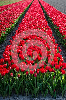 A charming, beautiful spring optimistic landscape with stripes of red tulips in the field in Holland
