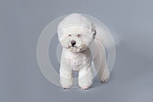 Charming bichon frise dog after grooming with a shorn head in the shape of a ball