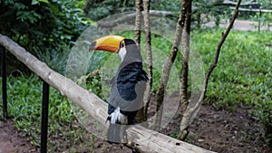 A charming Big Toucan Ramphastos toco is sitting on a perch in the park.