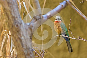 A charming bird, a white-fronted bee-eater, sits on a branch in dense thickets.