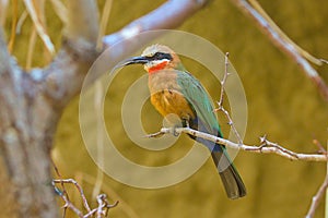 A charming bird, a white-fronted bee-eater, sits on a branch in dense thickets.