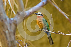 A charming bird, a white-fronted bee-eater, sits on a branch in dense thickets.