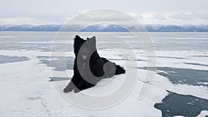 A charming black dog lies on the snow and ice of lake Baikal near Olkhon island. A winter journey in Russia