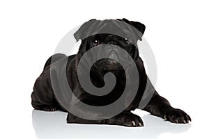 Charming black pug looking to the camera