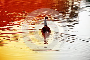 A charming black swan swims quietly on the water at sunset..