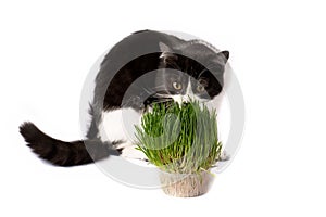 A charming black and white cat eats a treat - green grass for cats, micro-green oats grown in a container