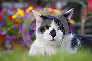 Charming black and white cat gazing into the camera with a blooming bouquet of flowers