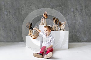 Charming blond boy and five little Yorkshire terriers.