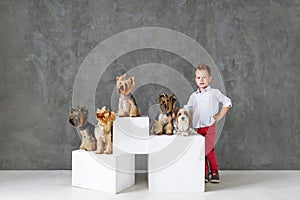 Charming blond boy and five little Yorkshire terriers.