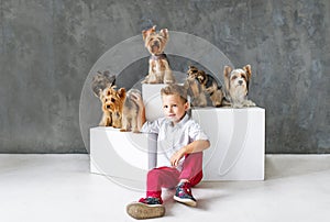 Charming blond boy and five little Yorkshire terriers.