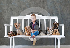 The charming blond boy sits on a white bench in an environment of five little Yorkshire terriers