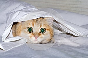 A charming British kitten hunts from under a white sheet, a predator`s instinct for a pet.