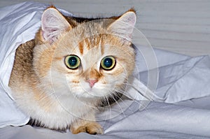 A charming British kitten hunts from under a white sheet, a predator`s instinct for a pet.