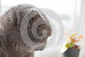 Charming British Shorthair cat is sitting on the windowsill in the room in front of the window