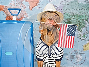 Charming brown puppy, sun hat and American flag