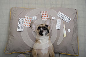 Charming bulldog dog lying on his back in bed looking up, with different medicines lying around him.