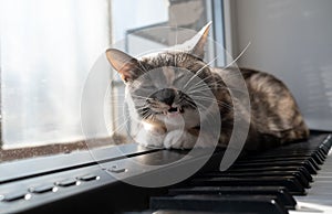 Charming cat lies on the piano with his eyes closed and sings, in the warm sun.