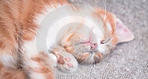 A charming cat with a pink nose has closed its eyes and is resting on a blanket. Cute little home-made red striped kitten is