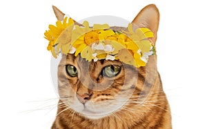 A charming cat with a wreath of flowers on her head looks coquettishly at the camera