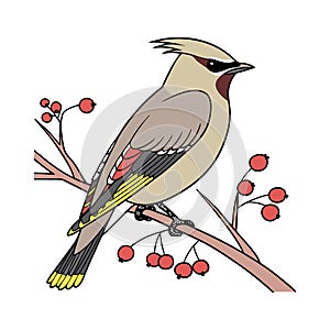Charming Cedar Waxwing Bird Artwork