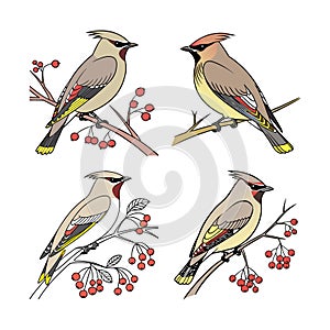 Charming Cedar Waxwing Bird Artwork