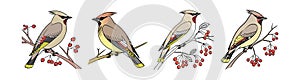 Charming Cedar Waxwing Bird Artwork